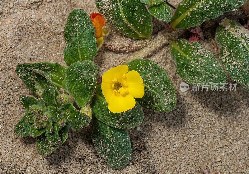 Camissoniopsis cheiranthifolia，海滩太阳花或海滩月见草，是月见草家族的一种，原产于加利福尼亚沿海，下加利福尼亚州和俄勒冈州的开阔沙丘和沙质土壤中。加州的Asilomar州立海滩。Onagr